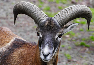 mouflon