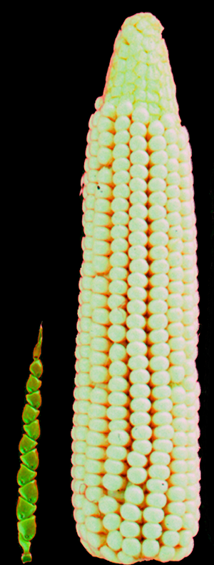 Teosinte vs. corn