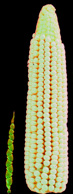 Teosinte Teosinte vs. corn