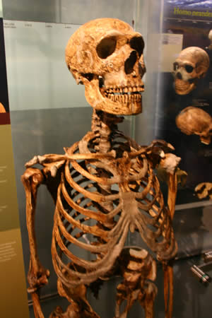 Neanderthal_skeleton Neanderthal skeleton