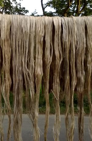 Jute Jute
