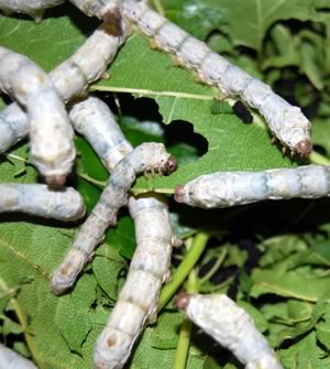 Silkworms