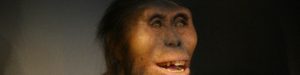 Lucy, one of the oldest hominids in the fossil record.