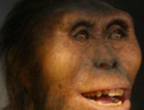 Lucy: The Oldest Hominid Fossil