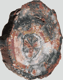 Petrified_wood Petrified wood