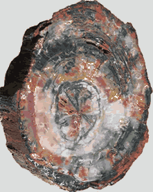 Petrified wood