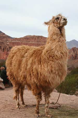 Llama